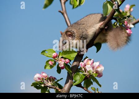 Essbare Siebenschläfer Glis Glis, Siebenschläfer, Gefangenschaft gesteuert, Weiblich, Klettern am Apfelbaum, Deutschland, Baden-Württemberg Stockfoto