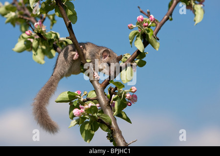 Essbare Siebenschläfer Glis Glis, Siebenschläfer, Gefangenschaft gesteuert, Weiblich, Klettern am Apfelbaum, Deutschland, Baden-Württemberg Stockfoto