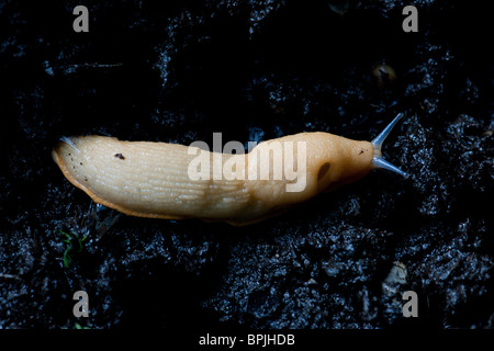 Eine weiße Schnecke zeigt die Atmung Loch genannt, die Pneumostome und die optischen und sensorischen Tentakel Stockfoto