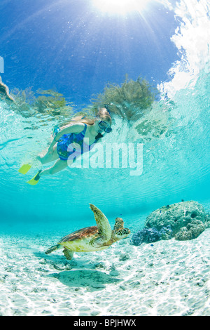 Schnorcheln Sie im Le Meridien Turle Erhaltung Lagune mit grünen Meeresschildkröten (Chelonia Mydas) Borabora, Französisch-Polynesien Stockfoto