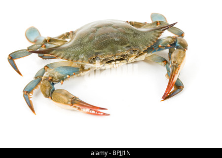 Blaue Krabbe mit weißem Hintergrund Stockfoto