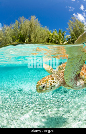 Le Meridien Turle Erhaltung Lagune mit grünen Meeresschildkröten (Chelonia Mydas) Bora Bora, Französisch-Polynesien Stockfoto