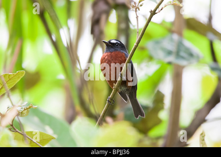 Schieferartiger gestützte Chat-Tyrann (Ochthoeca Cinnamomeiventris Cinnamomeiventris), männliche. Stockfoto