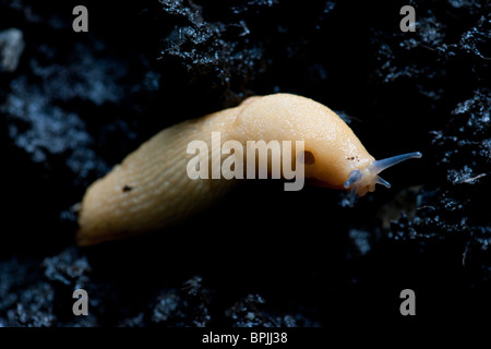 Eine weiße Schnecke zeigt die Atmung Loch genannt, die Pneumostome und die optischen und sensorischen Tentakel Stockfoto