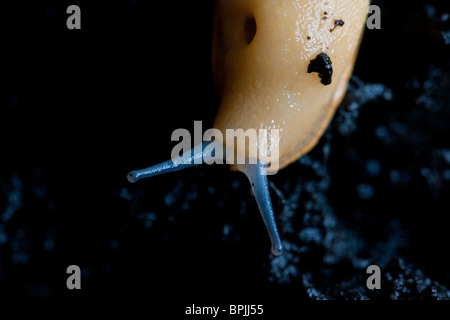 Eine weiße Schnecke zeigt die Atmung Loch genannt, die Pneumostome und die optischen und sensorischen Tentakel Stockfoto