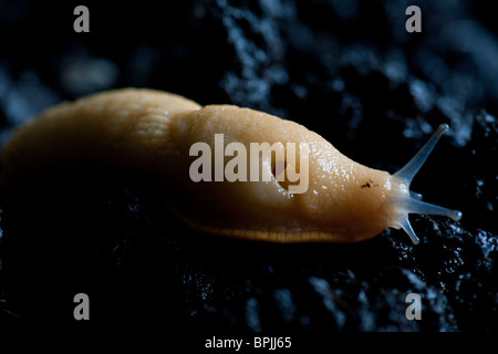 Eine weiße Schnecke zeigt die Atmung Loch genannt, die Pneumostome und die optischen und sensorischen Tentakel Stockfoto