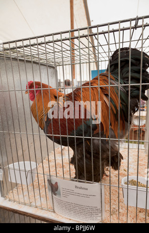 ein Hahn in einem Käfig in einem Land zeigen, england Stockfoto