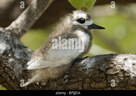 Weiße Tern, Vogelinsel, Tikehau, Tuamotu-Archipel, Französisch-Polynesien. Stockfoto