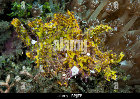 Weedy Drachenköpfe, Lembeh Strait, Sulawesi, Indonesien. Stockfoto