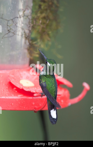 Lila-einem Weißspitzen (Urosticte Benjamini), männliche auf einem Feeder. Stockfoto