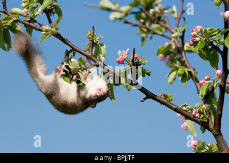 Essbare Siebenschläfer Glis Glis, Siebenschläfer, Gefangenschaft gesteuert, Weiblich, Klettern am Apfelbaum, Deutschland, Baden-Württemberg Stockfoto