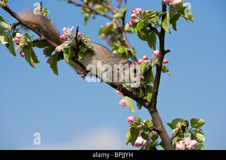 Essbare Siebenschläfer Glis Glis, Siebenschläfer, Gefangenschaft gesteuert, Weiblich, Klettern am Apfelbaum, Deutschland, Baden-Württemberg Stockfoto