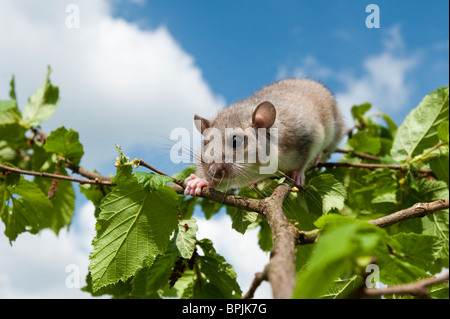 Essbare Siebenschläfer Glis Glis, Siebenschläfer, Gefangenschaft gesteuert, Weiblich, Klettern am Apfelbaum, Deutschland, Baden-Württemberg Stockfoto