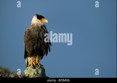 Crested Caracara, Caracara Plancus. Thront wie es Boden nach Nahrung sucht. Pantanal, Brasilien. Stockfoto