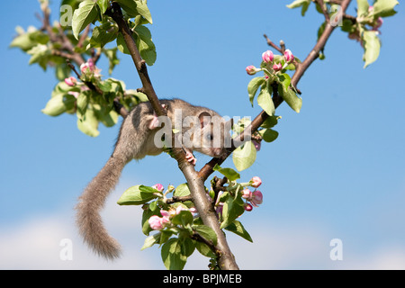 Essbare Siebenschläfer Glis Glis, Siebenschläfer, Gefangenschaft gesteuert, Weiblich, Klettern am Apfelbaum, Deutschland, Baden-Württemberg Stockfoto