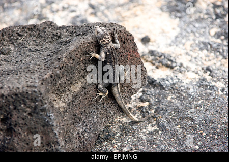 Südamerika, Ecuador, Galapagos-Inseln, Blatt-toed Gecko auf Isabella Insel Stockfoto