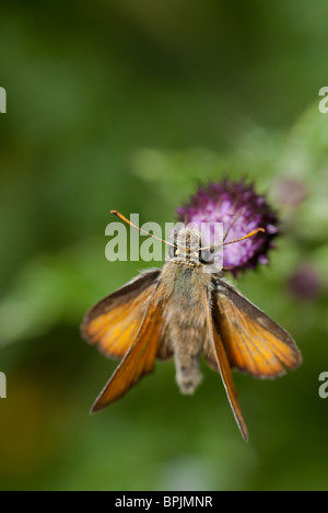 Kleine Skipper (Thymelicus sylvestris) Schmetterling ruht auf einem Blatt. Stockfoto