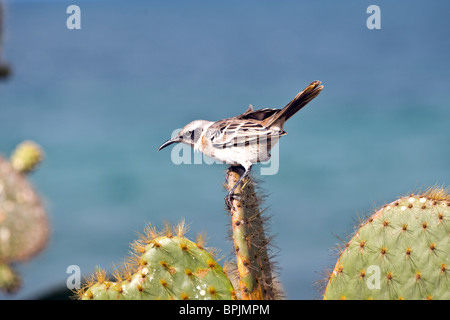 Südamerika, Ecuador, Galapagos-Inseln, Chatham Mockingbird gehockt Kaktus auf der Insel San Cristobal Stockfoto