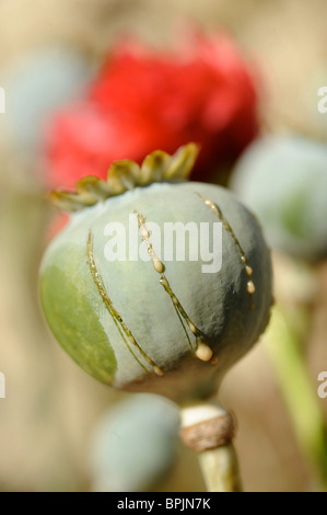 Mohn-Köpfe zeigen die Kürzungen, die verbunden sind mit der Sammlung von Opium sap Stockfoto