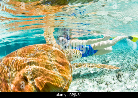 Schnorcheln Sie im Le Meridien Turle Erhaltung Lagune mit grünen Meeresschildkröten (Chelonia Mydas) Borabora, Französisch-Polynesien Stockfoto