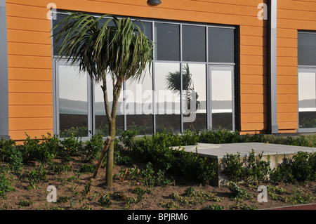 Palme, Radisson Blu Waterfront Hotel, Jersey Stockfoto