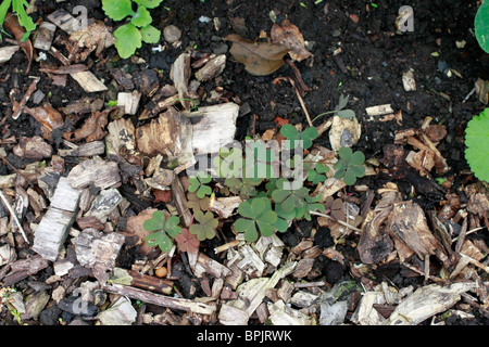 Schleichende Sauerklee, Oxalis Corniculata Var Atropurpurea, Dornröschen, gelber Sauerklee, dickstämmige gelbe Sauerampfer, schleichende Stemmes mehrjährig mit herzförmigen Blätter Stockfoto