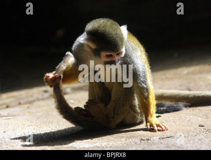 niedlichen kleinen lustigen Eichhörnchen Affen im Zoo, die Rute in dramatischen Licht hält Stockfoto