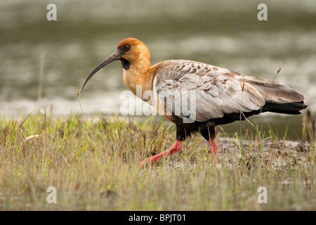 Buff-necked Ibis, Theristicus Caudatus, ständigen Fluss Küste in Chile. Stockfoto