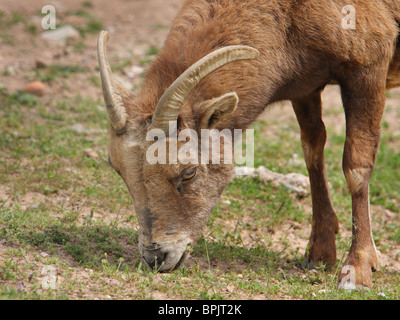 wilde weibliche Bighorn Schafe weiden auf Rasen Nahaufnahme Stockfoto