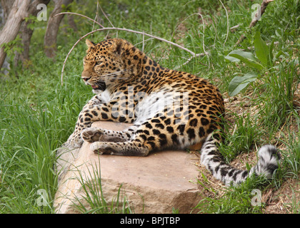große Erwachsene männliche Leoparden ruht auf einem Felsen im Grasland Stockfoto