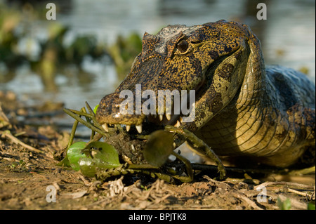 Brillentragende Caimen, Caiman Crocodilus vom Flussufer im Pantanal, Brasilien. Stockfoto