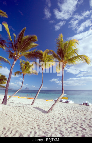 Strand und Palmen Bäume, Flic En Flac, Mauritius Stockfoto