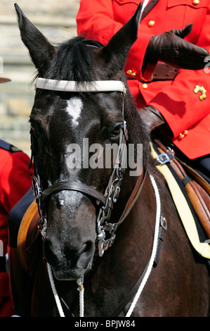 Ein RCMP Pferd auf Parade Detail vor der kanadischen Parlamentsgebäude Ottawa, Kanada Stockfoto