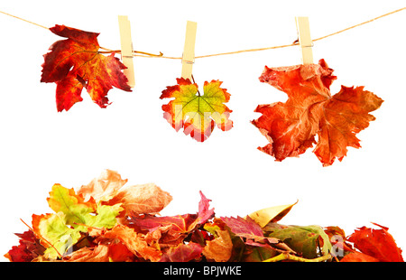 Drei verschiedene Herbstblätter gehängt auf der Wäscheleine, isoliert auf weiss Stockfoto