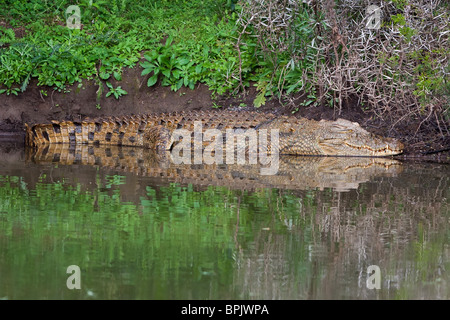 Großen Nilkrokodile Verlegung am Ufer Flusses wartet auf Beute, mit Reflexion im Wasser gefangen Stockfoto