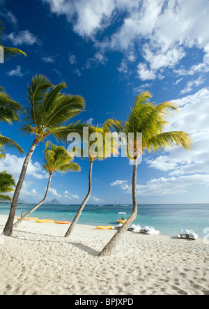 Strand und Palmen Bäume, Flic En Flac, Mauritius Stockfoto