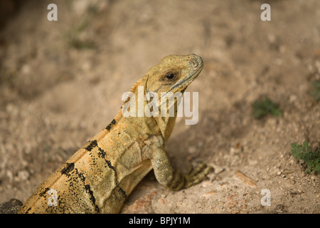 Ein Leguan ruht in der Maya-Ruinen von Kabah, entlang der "Puuc Route" in Yucatan-Zustand auf der mexikanischen Halbinsel Yucatan Stockfoto