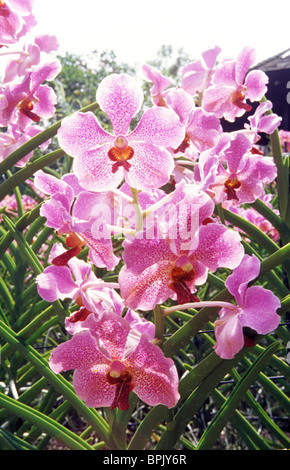 Singapur, Botanische Gärten, National Orchid Garden. Stockfoto