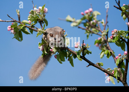 Essbare Siebenschläfer Glis Glis, Siebenschläfer, Gefangenschaft gesteuert, Weiblich, Klettern am Apfelbaum, Deutschland, Baden-Württemberg Stockfoto