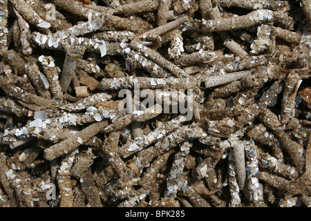 Sand Mason Wurm Röhren Lanice Conchilega gewaschen oben auf Formby Strand, Sefton Küste, UK Stockfoto