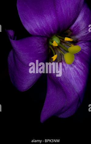 Lila Lisianthus Stockfoto