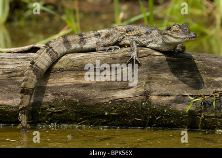 Brillentragende Caimen, Caiman Crocodilus vom Flussufer im Pantanal, Brasilien. Stockfoto
