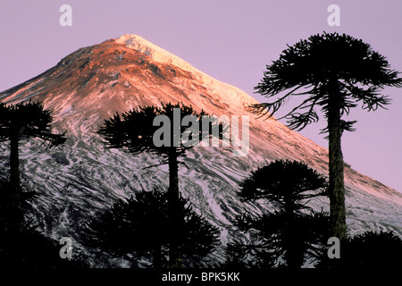 Südamerika, Chile, La Araucania, Nationalpark Villarrica. Araukarien (Araucaria Araucana) und Lanin Vulkan Stockfoto