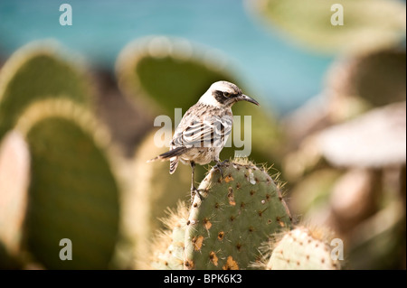 Südamerika, Ecuador, Galapagos-Inseln, Chatham Mockingbird gehockt Kaktus auf der Insel San Cristobal Stockfoto