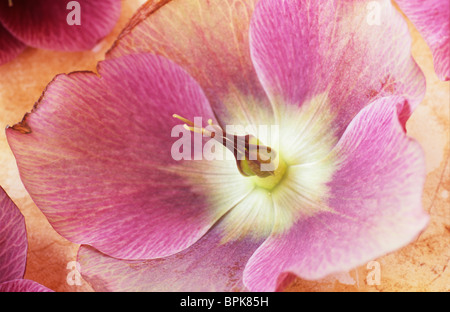 Nahaufnahme von rosa und weiße Blume der Fastenzeit Rose oder Helleborus Orientalis liegend mit anderen Flowerheads ihre Vergangenheit prime Stockfoto