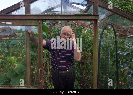 Ein älterer Rentner Herr steht umgeben von einer Sommer-Ernte von Tomaten wachsen in seinem Gewächshaus. Stockfoto