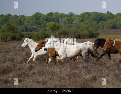 Tierische New Forest Ponys Parken Wild Vereinigtes Königreich Stockfoto