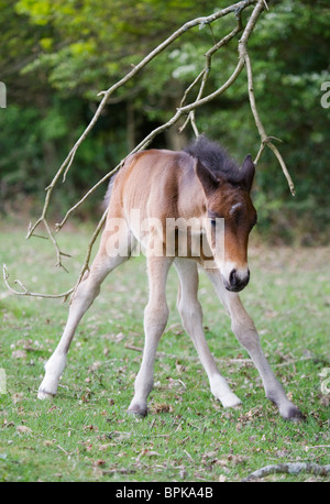 Tierische New Forest Ponys Parken Wild Vereinigtes Königreich Stockfoto