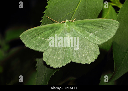 Großer Smaragd Moth Geometra papilionaria Stockfoto