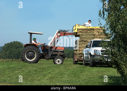 Landwirt hebt Heuballen auf Anhänger für Umzug in Scheune. Stockfoto